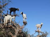 山羊爬树！撒哈拉沙漠奇景“羊上树”