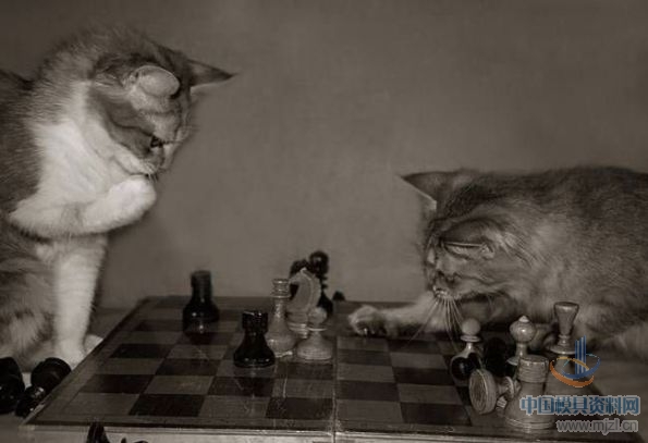 猫咪们居然也会国际象棋？我OUT了.jpg