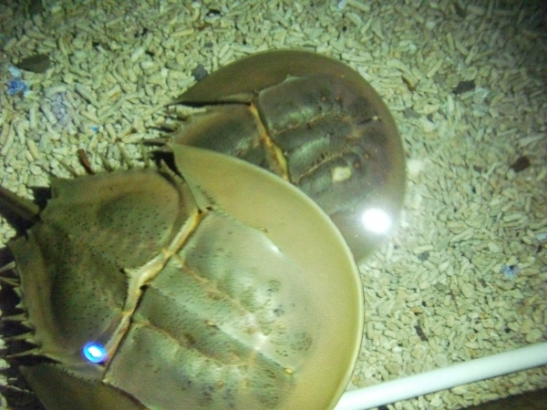 1-140P3164153530.jpg